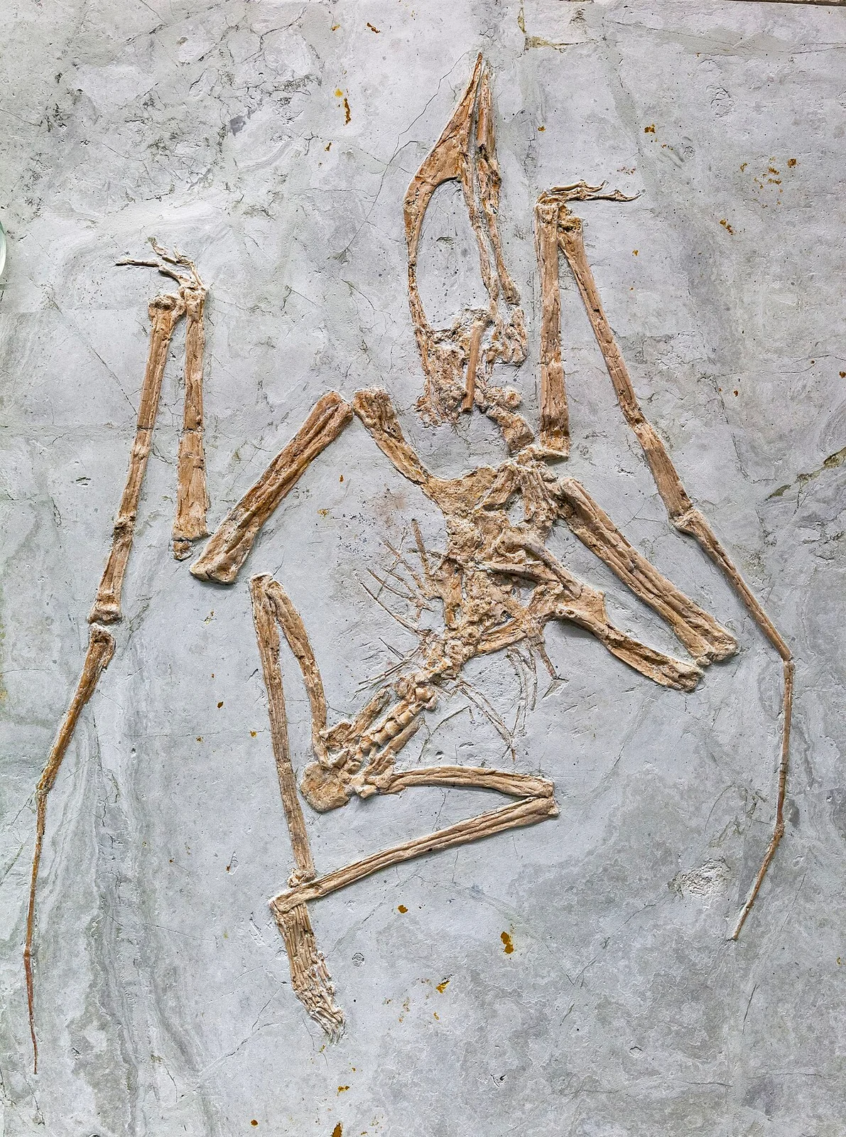 Huaxiapterus jii