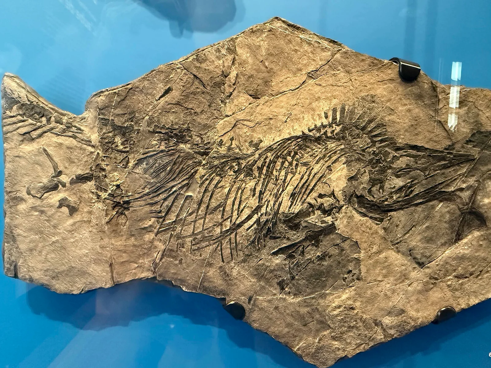 Hudsonelpidia brevirostris