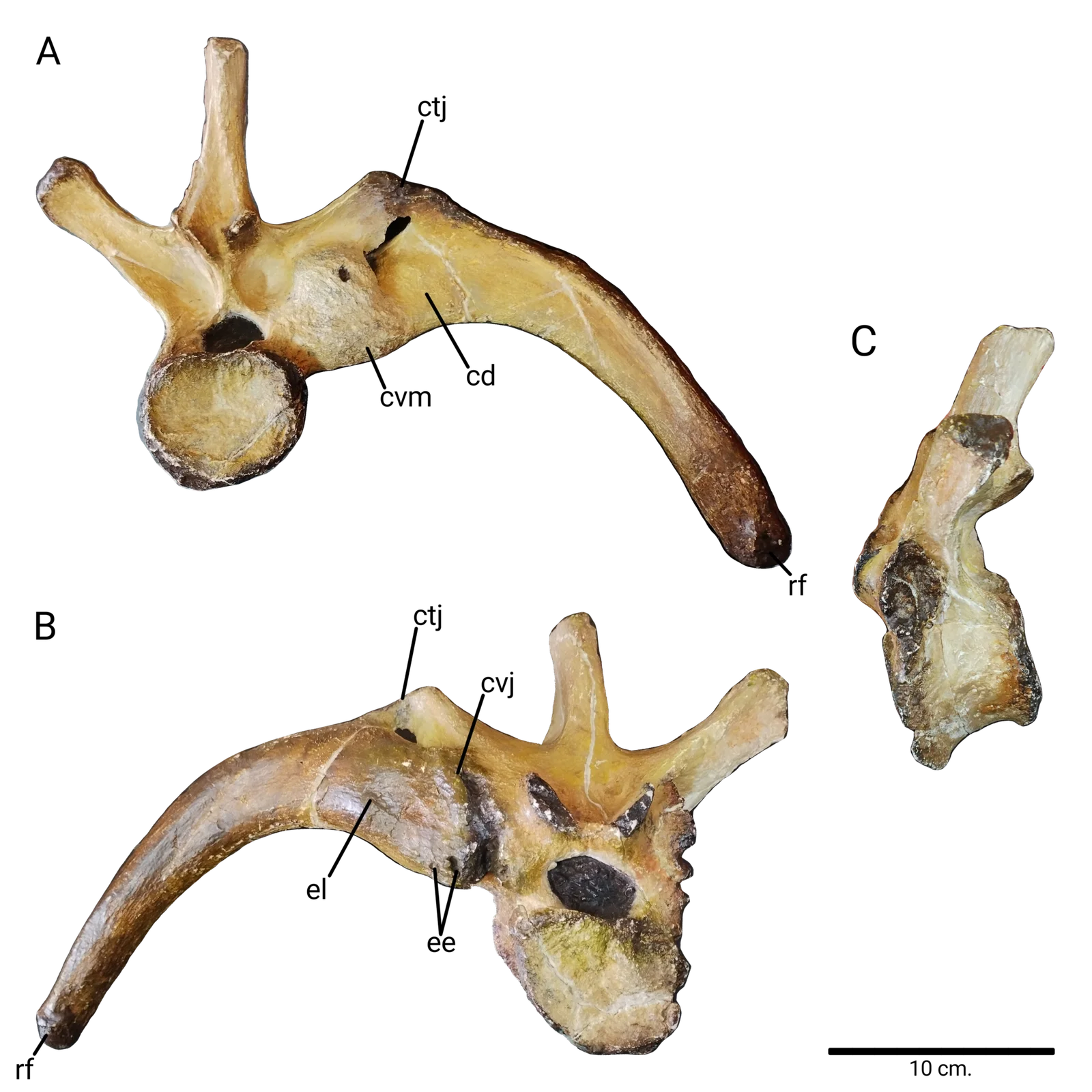 Huehuecanauhtlus tiquichensis