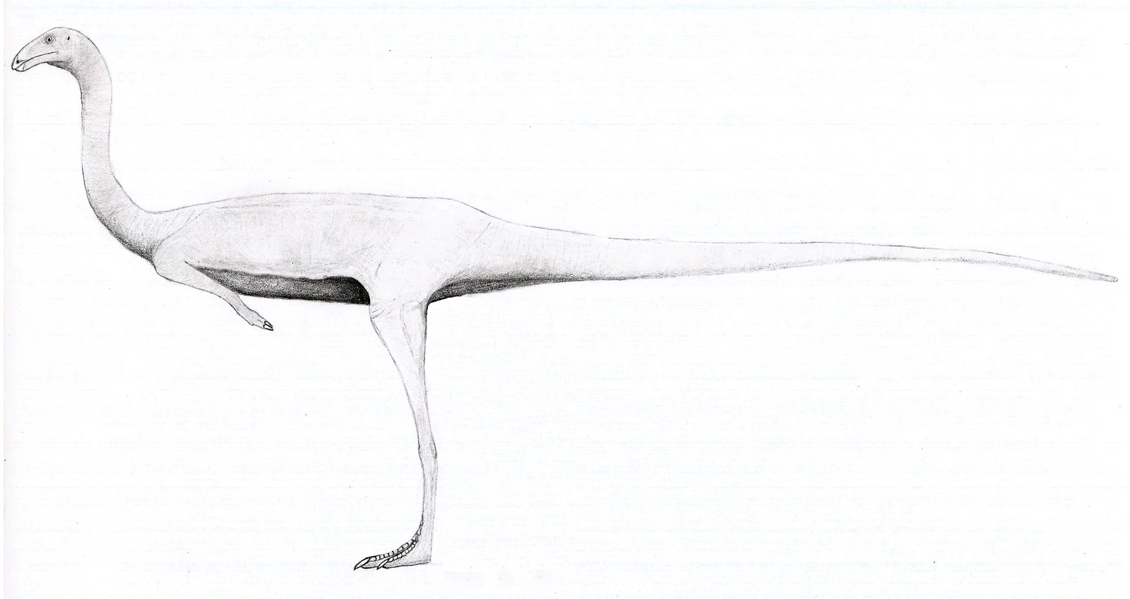 Huinculsaurus montesi