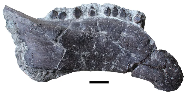 Hungarosaurus tormai
