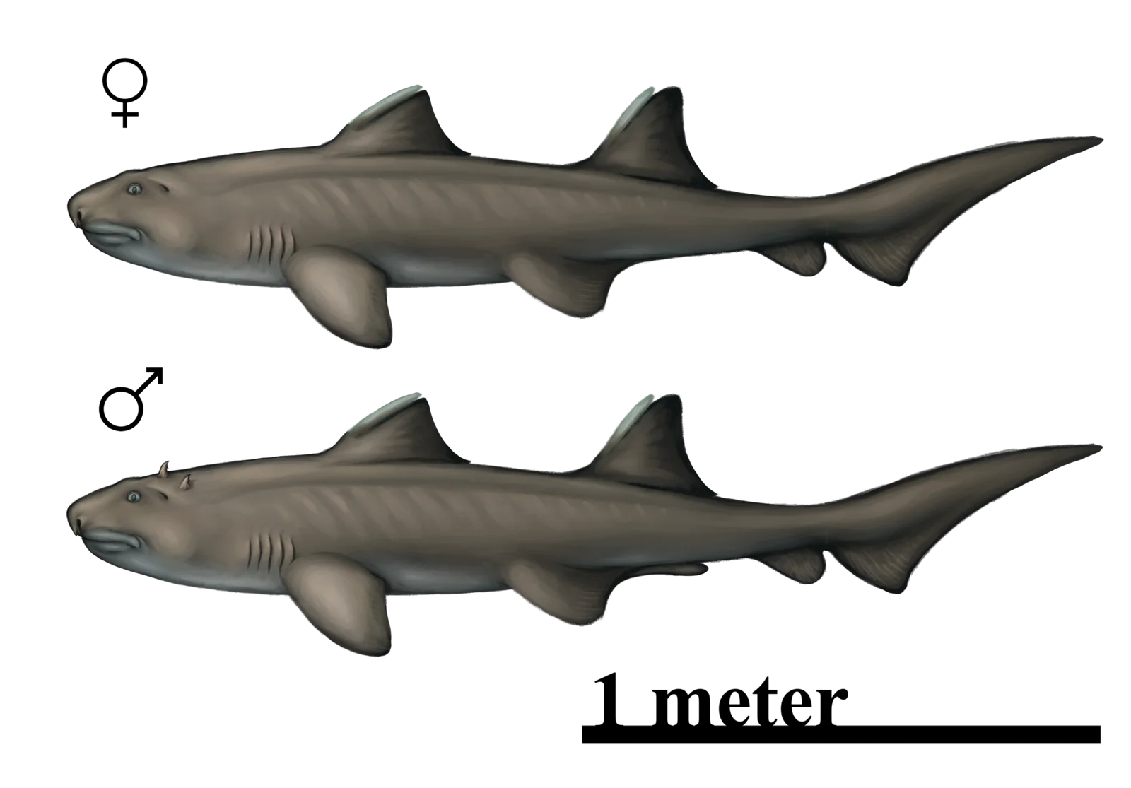 Hybodus wyomingensis