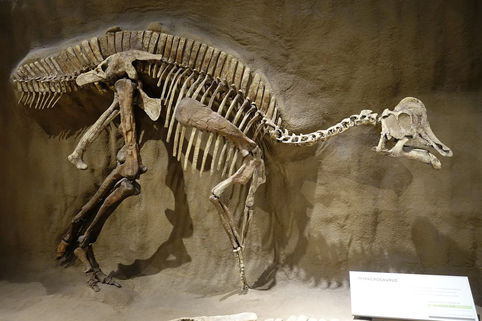 Hypacrosaurus altispinus