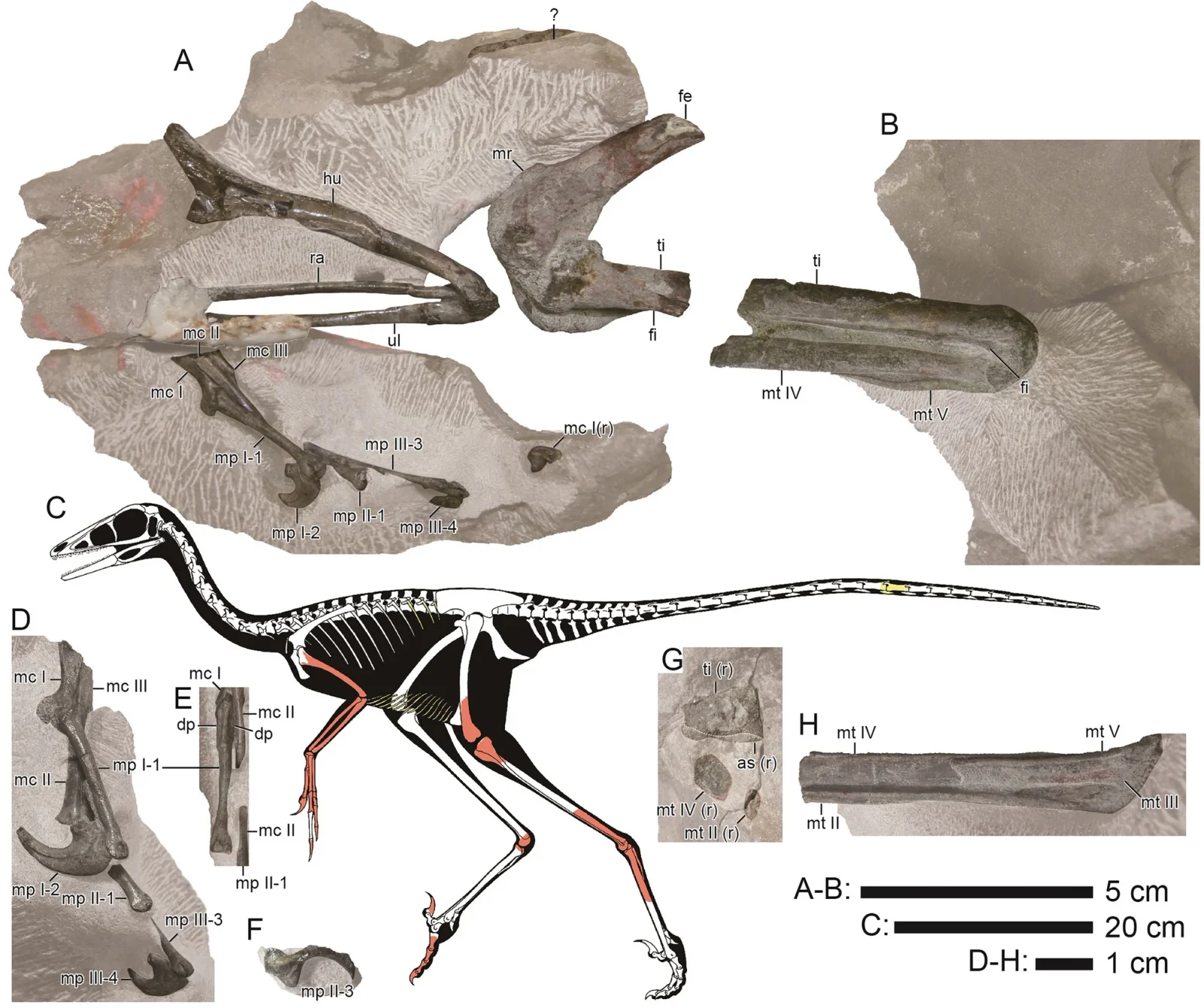 Hypnovenator matsubaraetoheorum