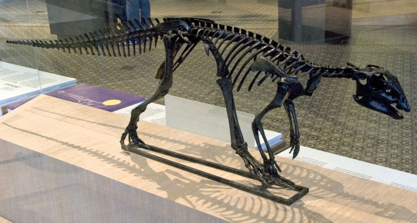 Hypsilophodon foxii