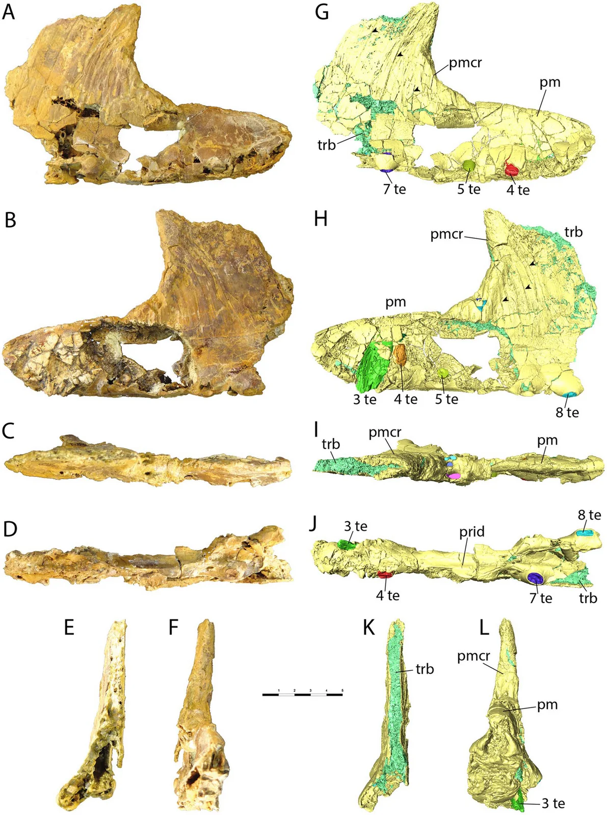 Iberodactylus andreui