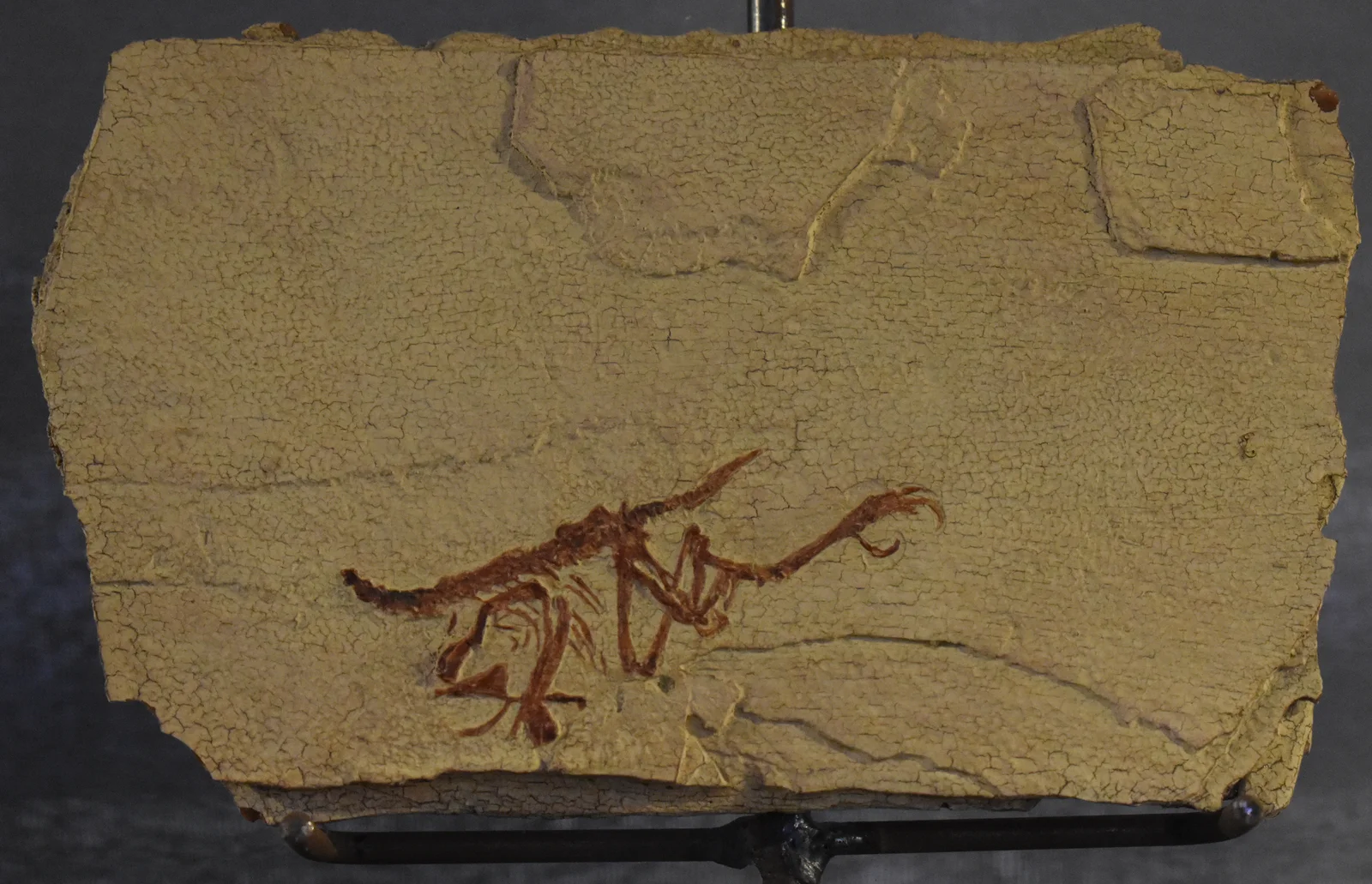 Iberomesornis romerali