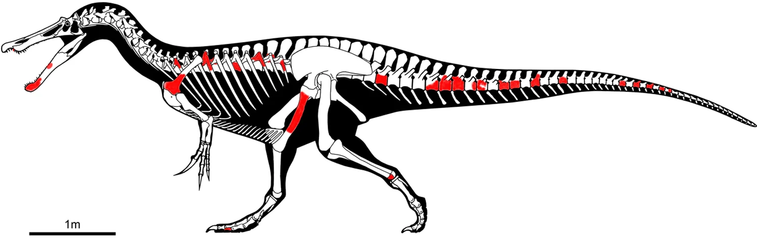 Iberospinus natarioi