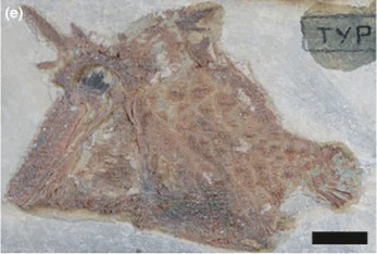 Ichthyoceros spinosus