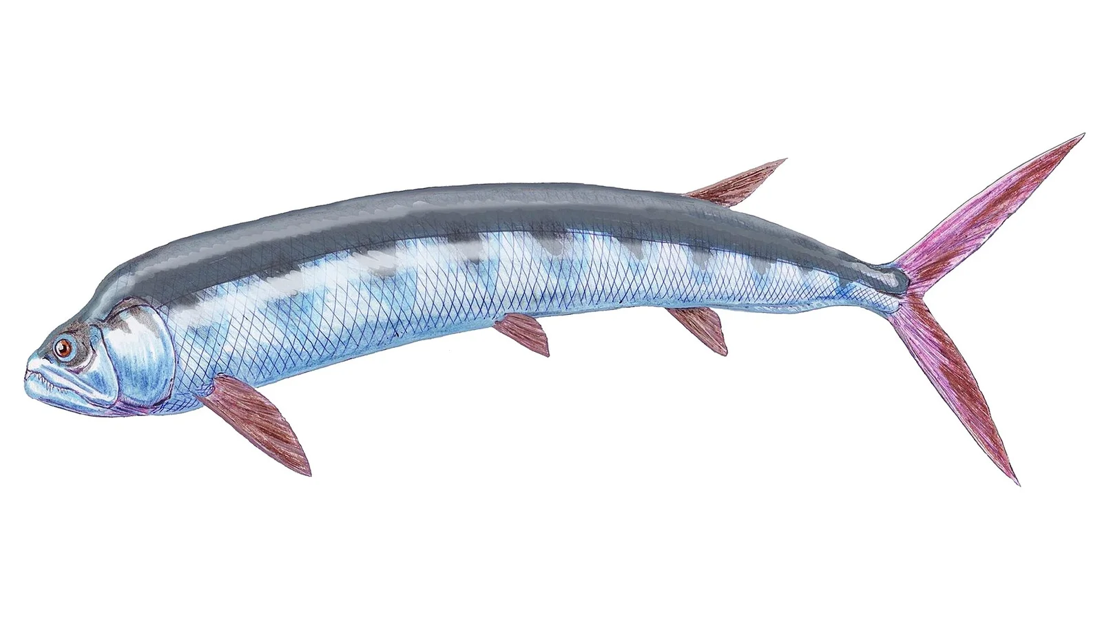Ichthyodectes ctenodon