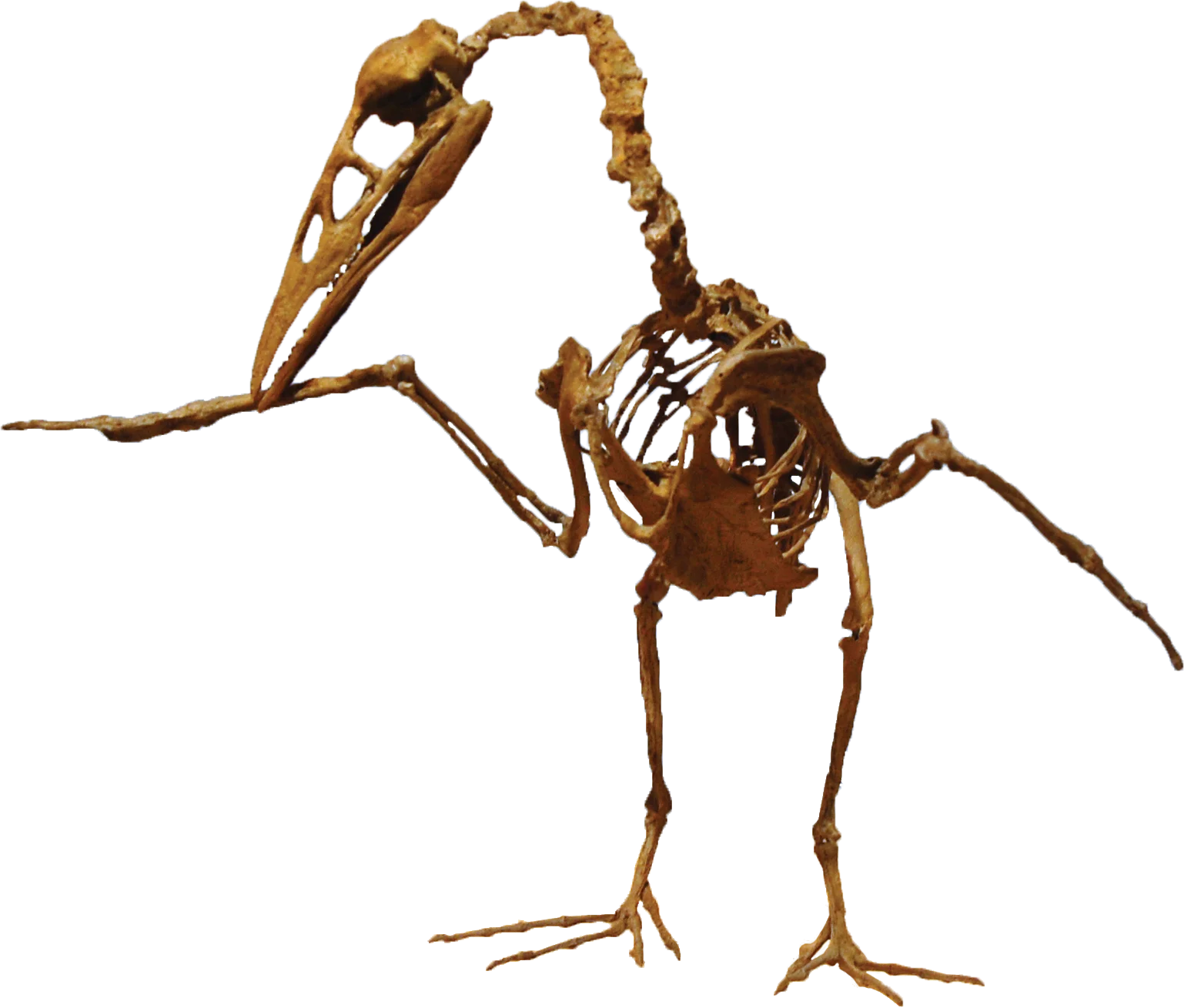 Ichthyornis dispar