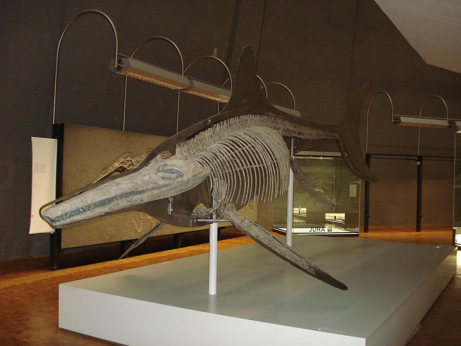 Ichthyosaurus acutirostris