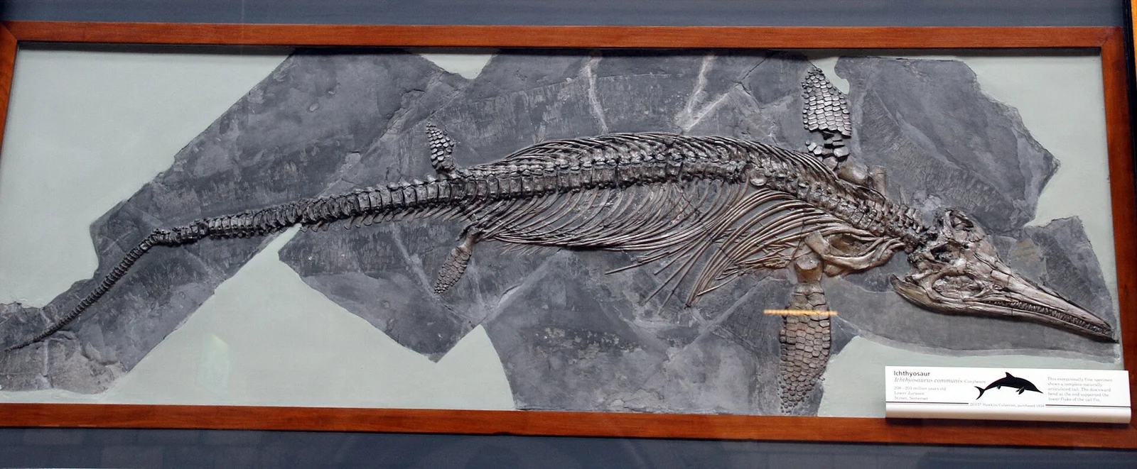 Ichthyosaurus conybeari