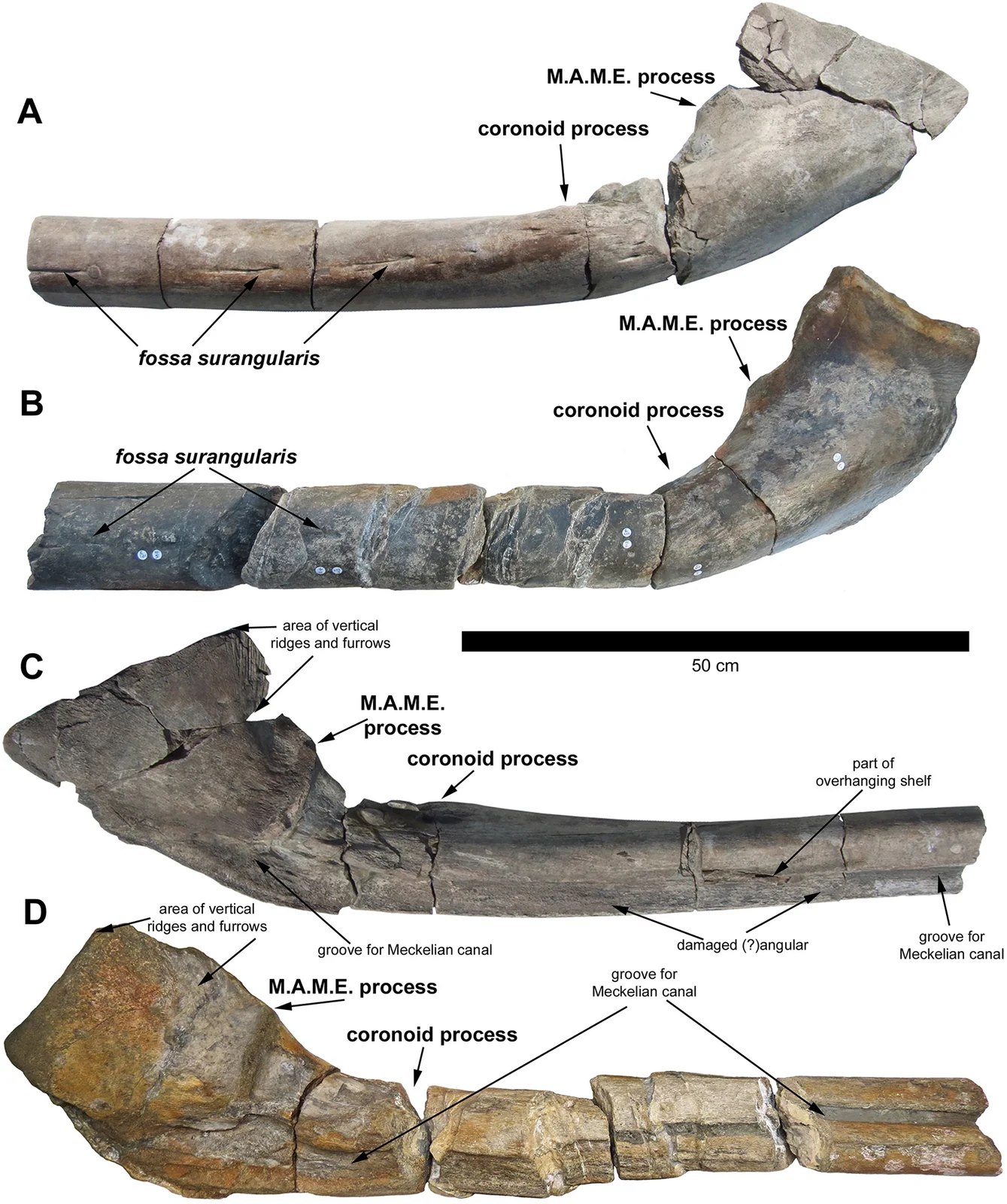 Ichthyotitan severnensis