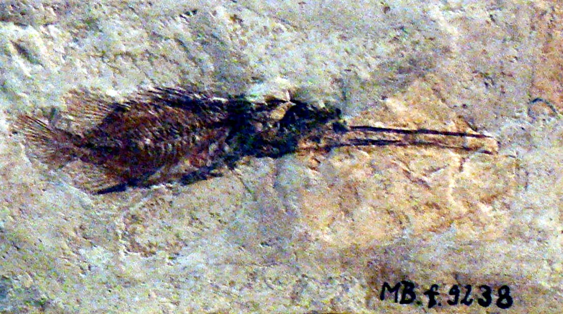 Ichthyotringa delicata