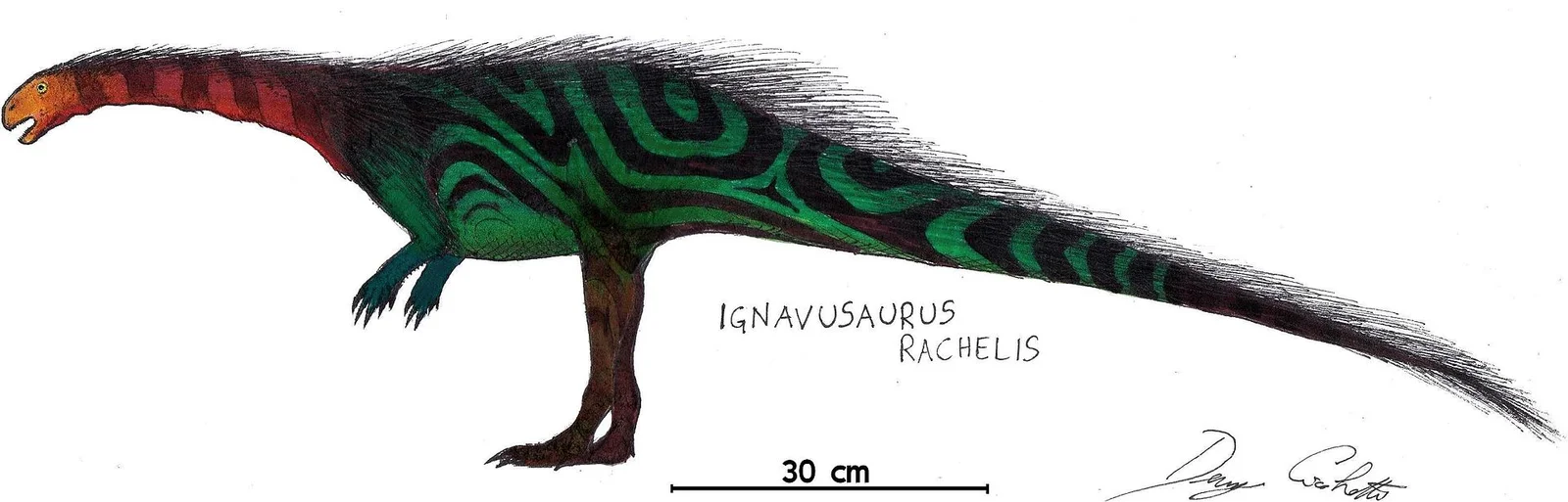 Ignavusaurus rachelis