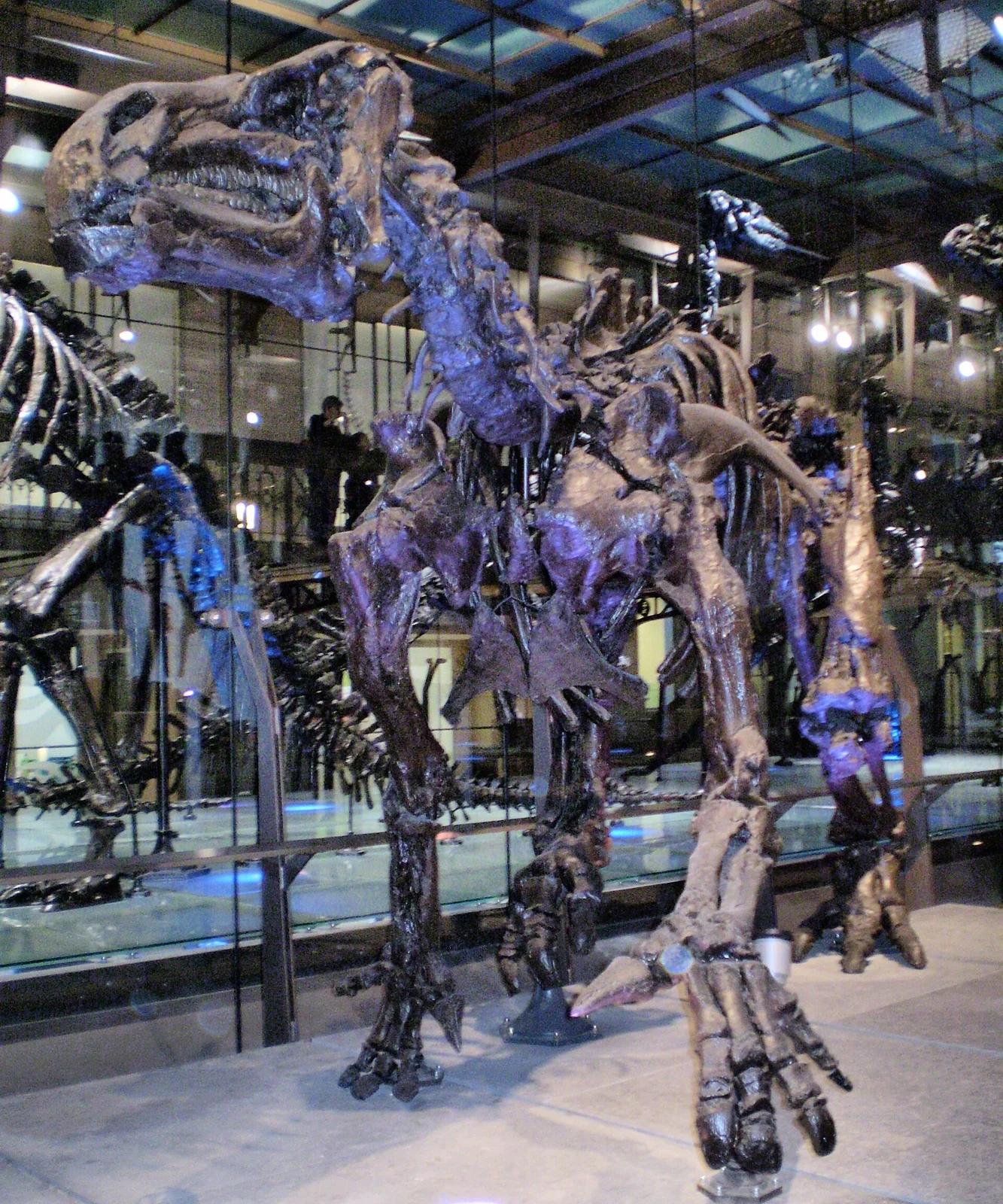 Iguanodon bernissartensis