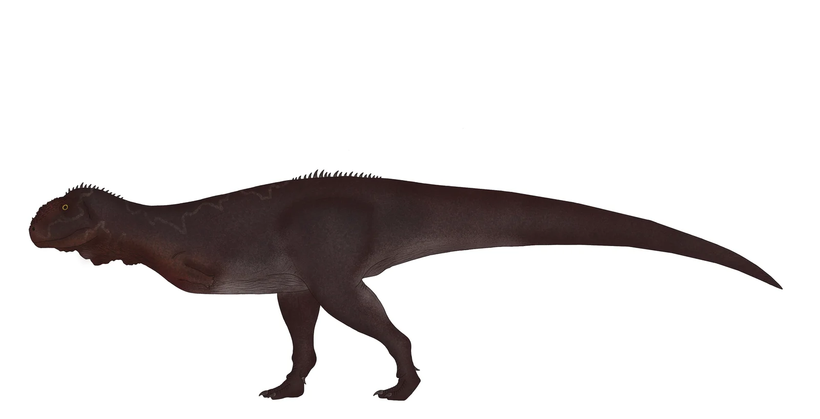Ilokelesia aguadagrandensis
