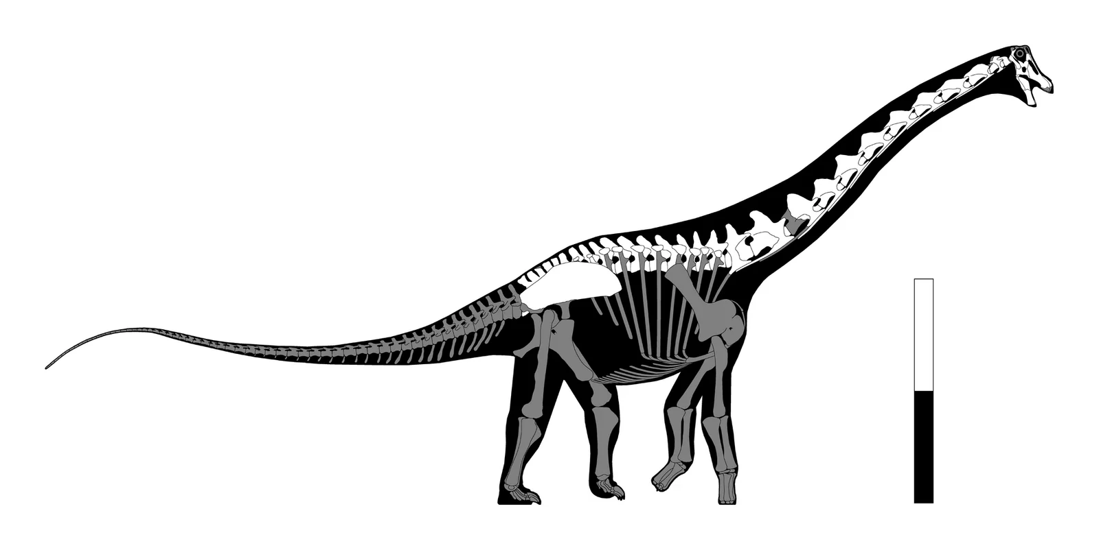 Inawentu oslatus