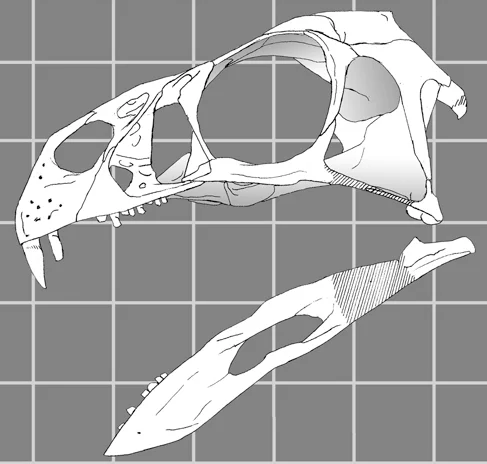 Incisivosaurus gauthieri