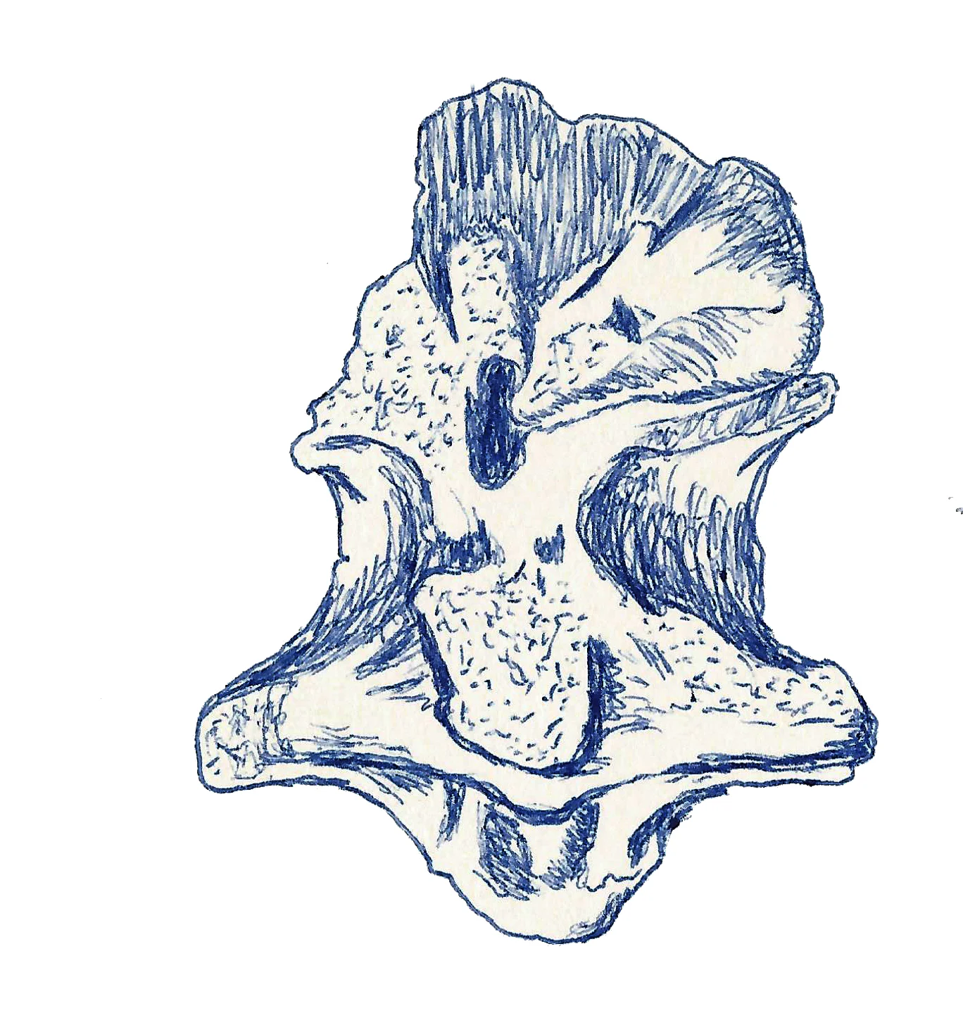 Indosaurus matleyi