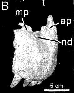 Indosuchus raptorius