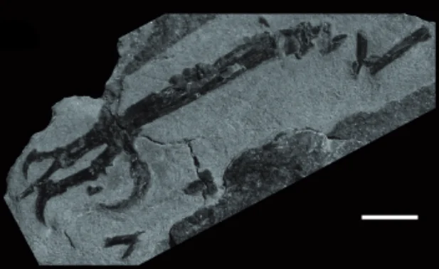 Intiornis inexpectatus