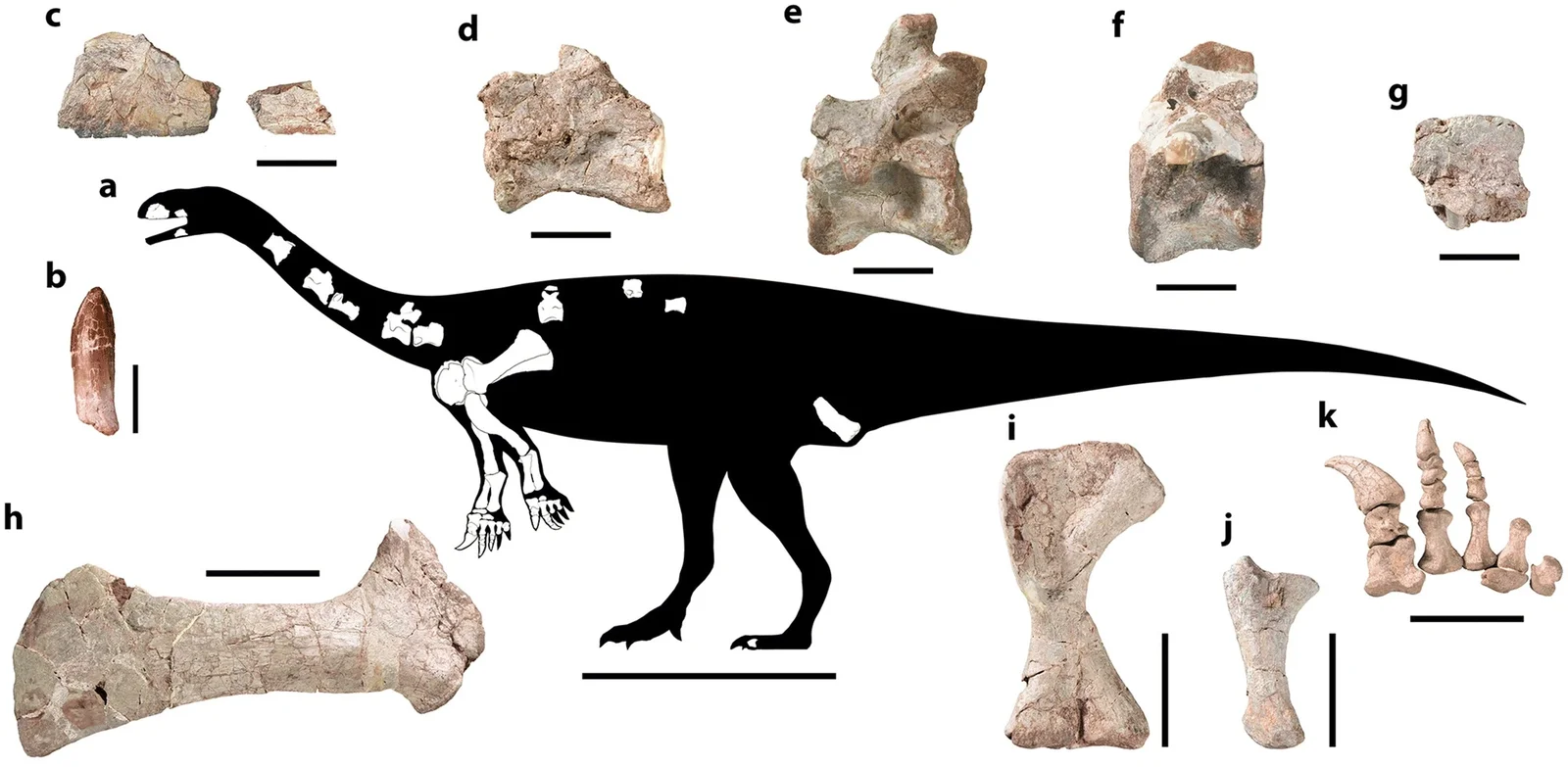 Irisosaurus yimenensis