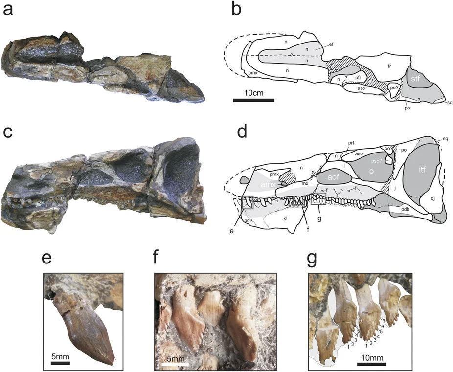 Isaberrysaura mollensis
