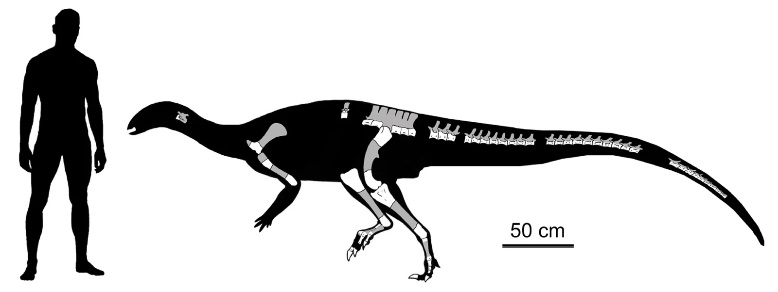 Isasicursor santacrucensis