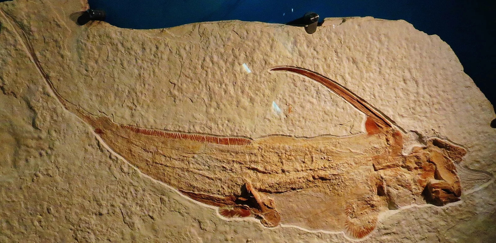 Ischyodus rayhaasi