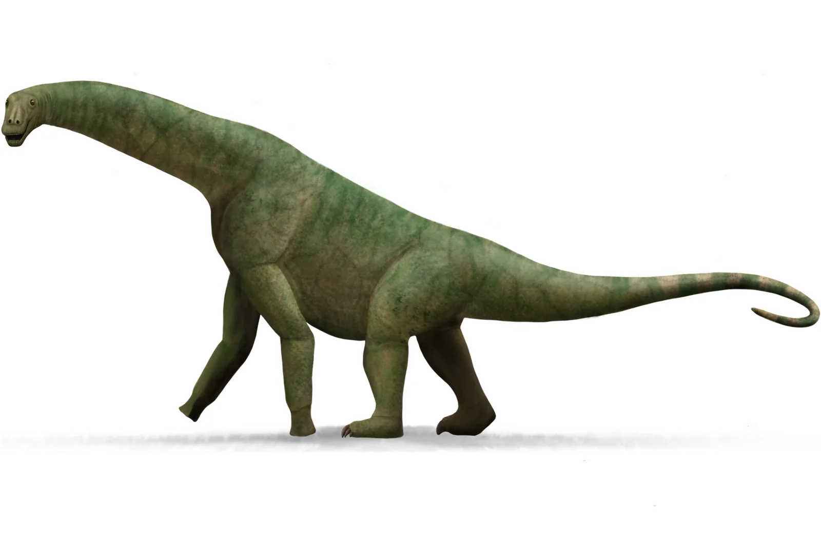 Isisaurus colberti