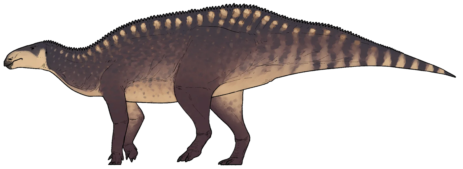 Istiorachis macarthurae