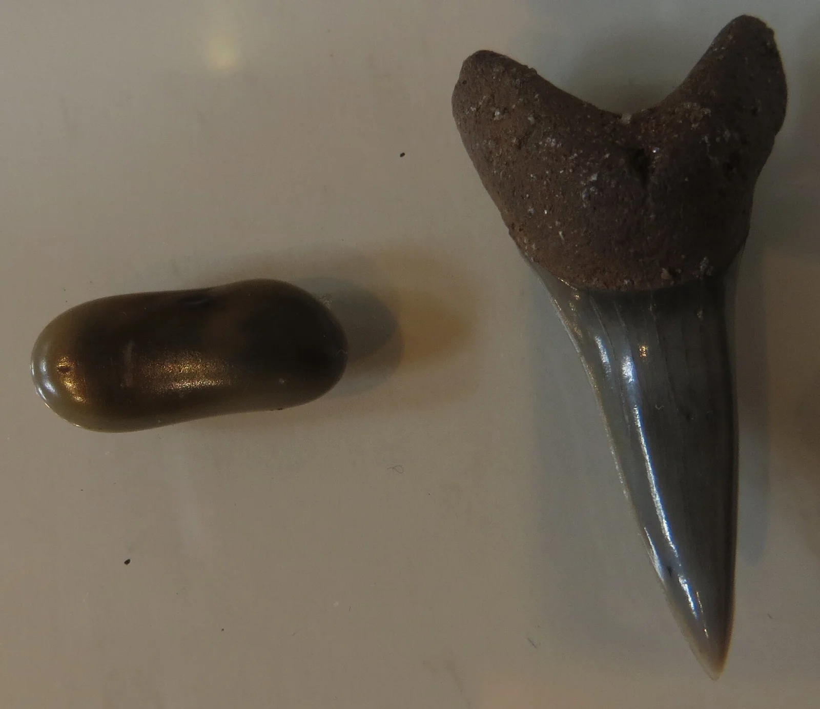 Isurus desori