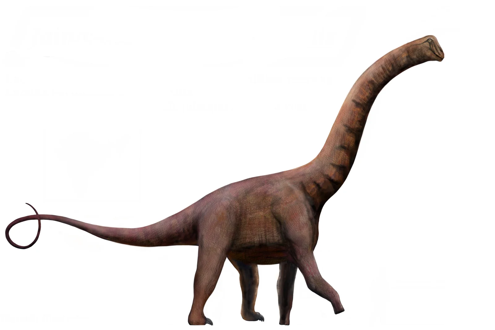 Jainosaurus septentrionalis