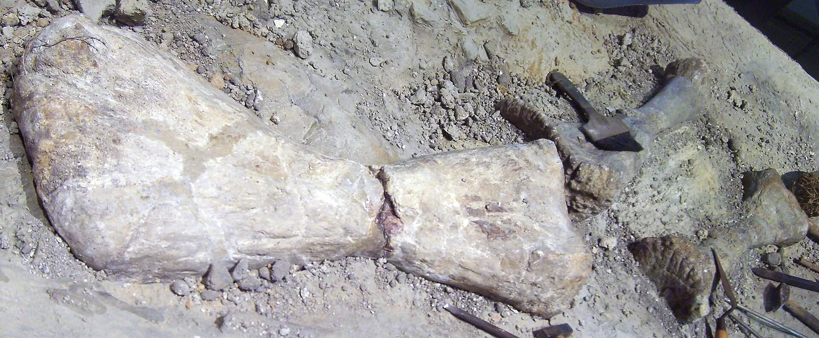 Janenschia robusta