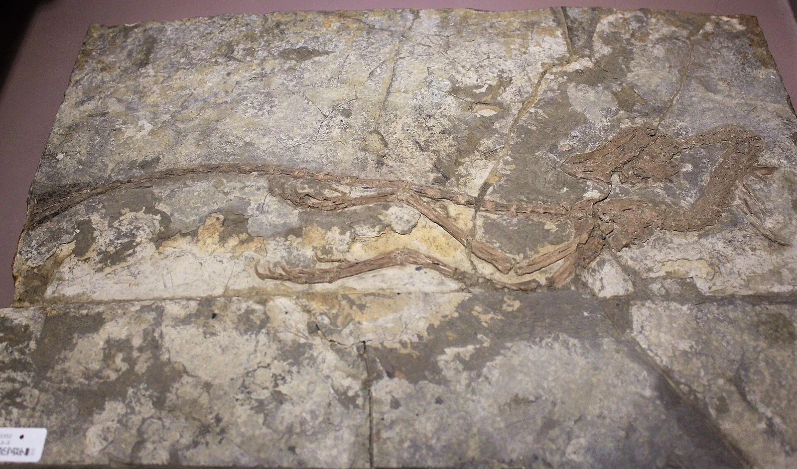 Jeholornis curvipes