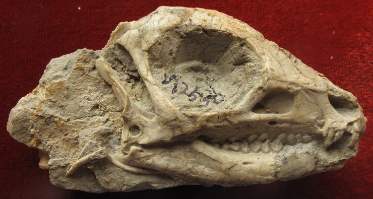 Jeholosaurus shangyuanensis