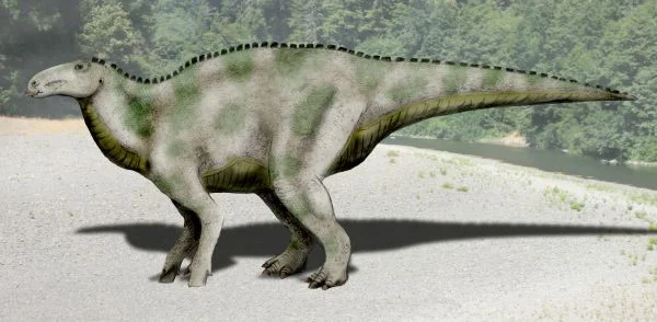 Jeyawati rugoculus
