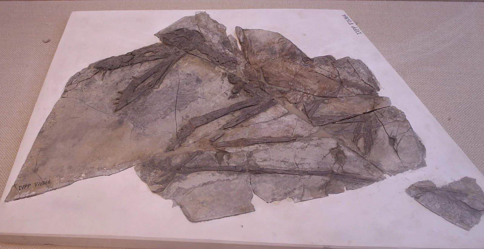 Jianchangnathus robustus