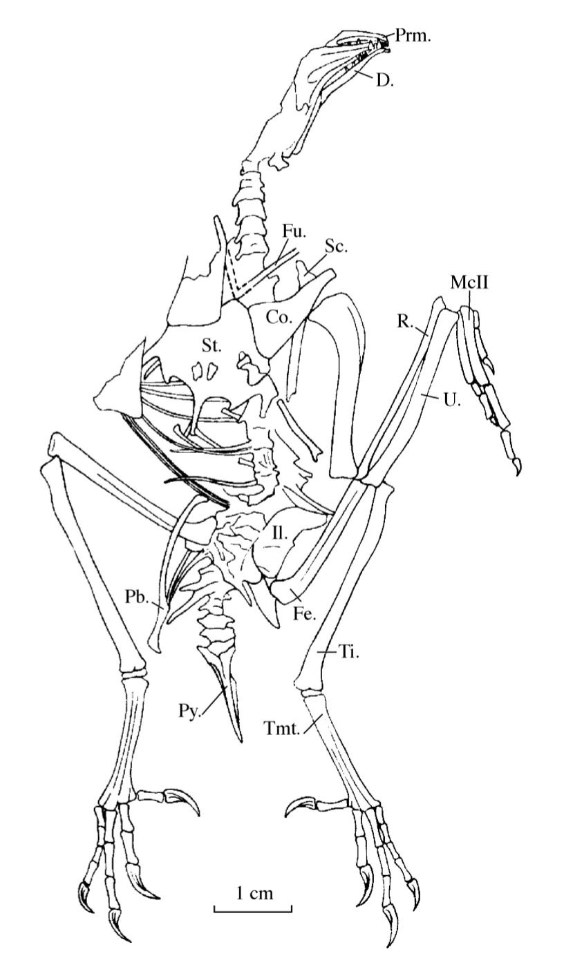 Jibeinia luanhera