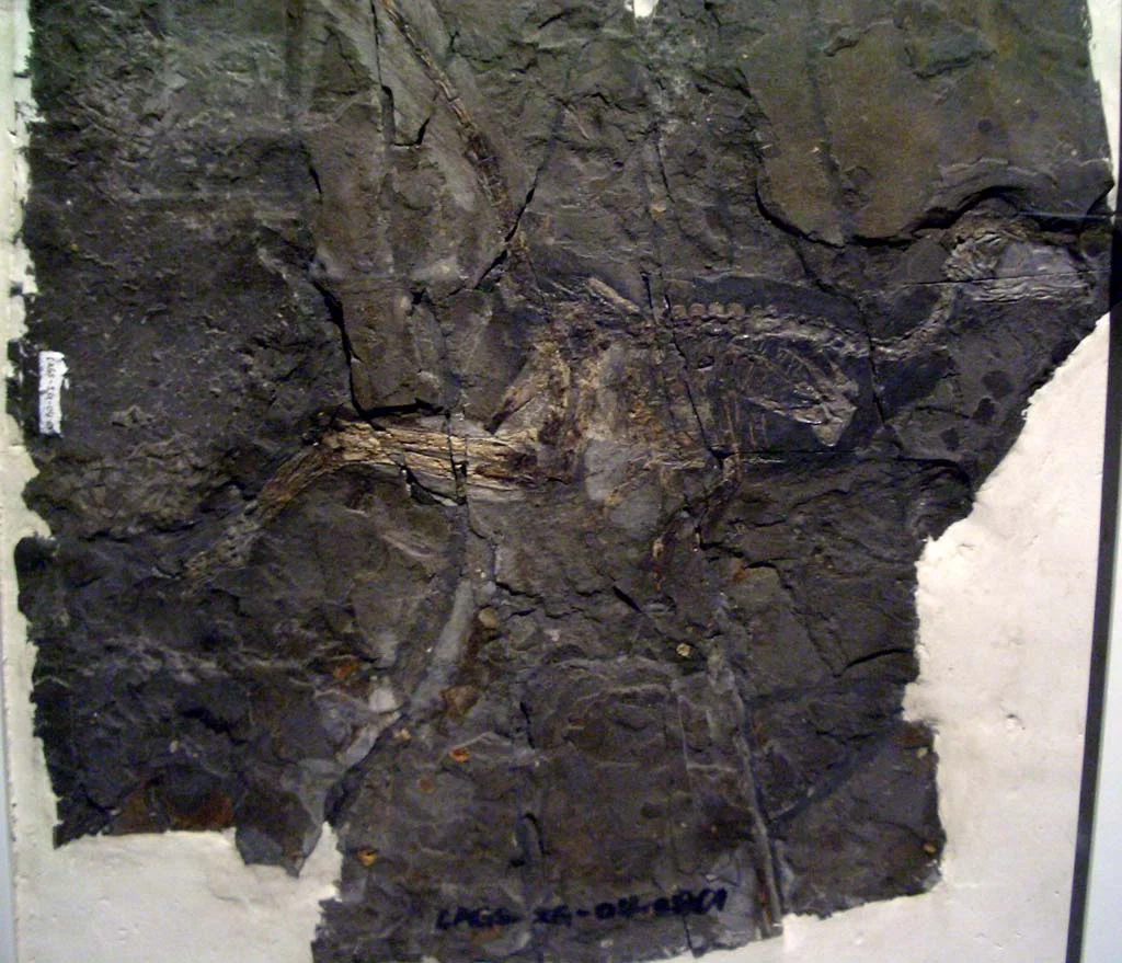 Jinfengopteryx elegans