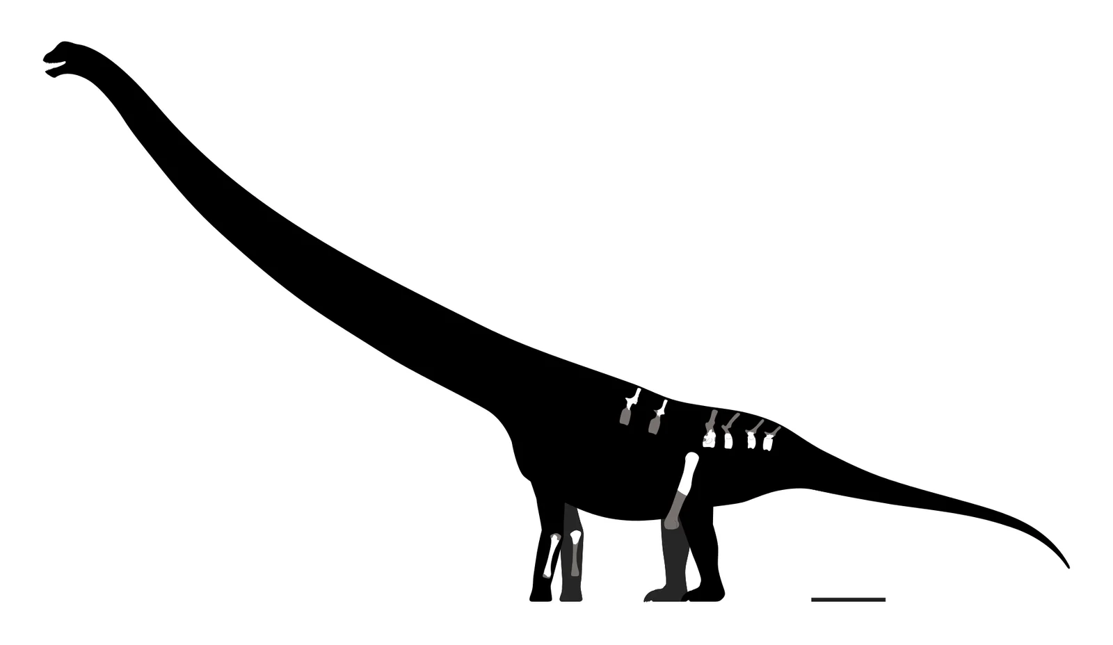 Jingiella dongxingensis