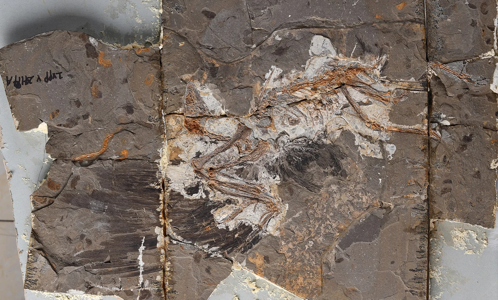 Jinguofortis perplexus
