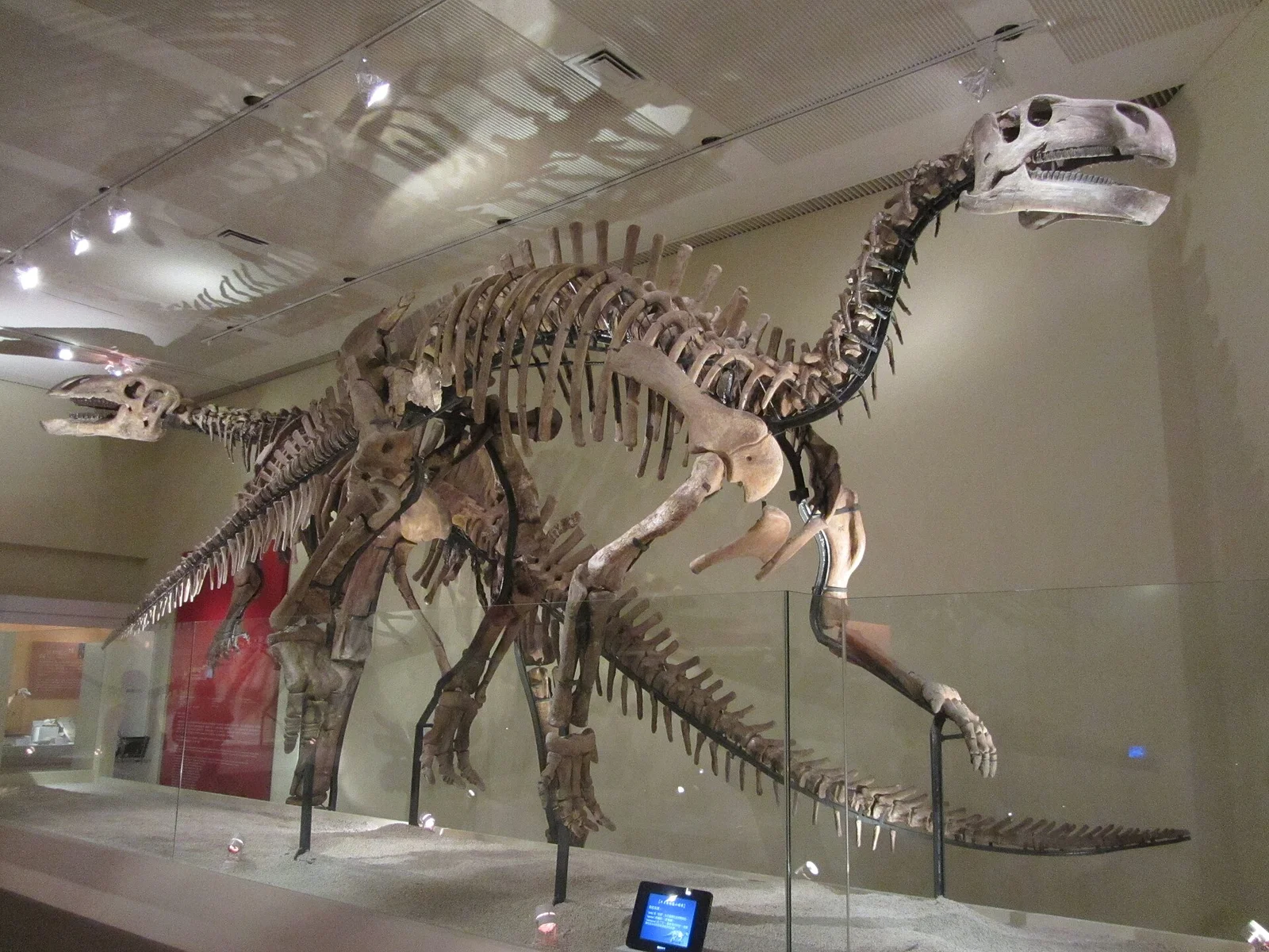 Jintasaurus meniscus