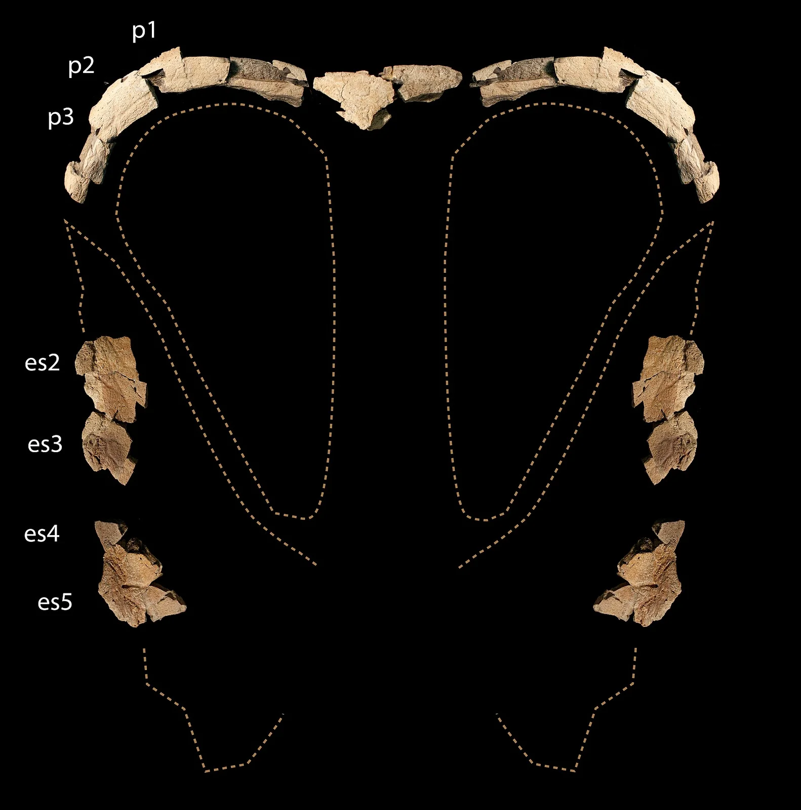 Judiceratops tigris