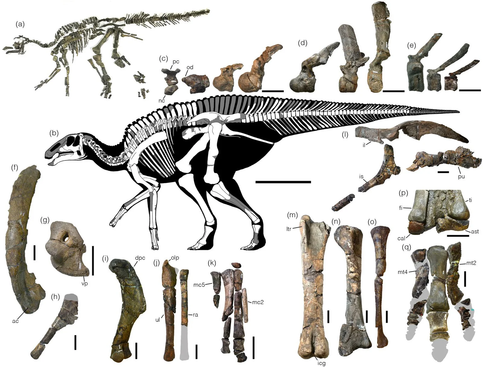 Kamuysaurus japonicus
