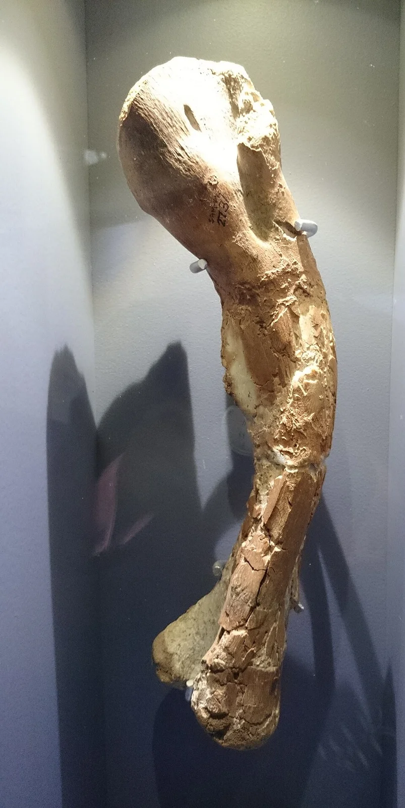 Kangnasaurus coetzeei