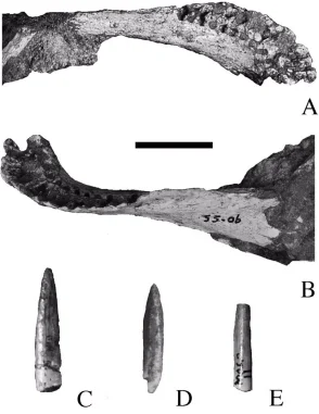 Karongasaurus gittelmani