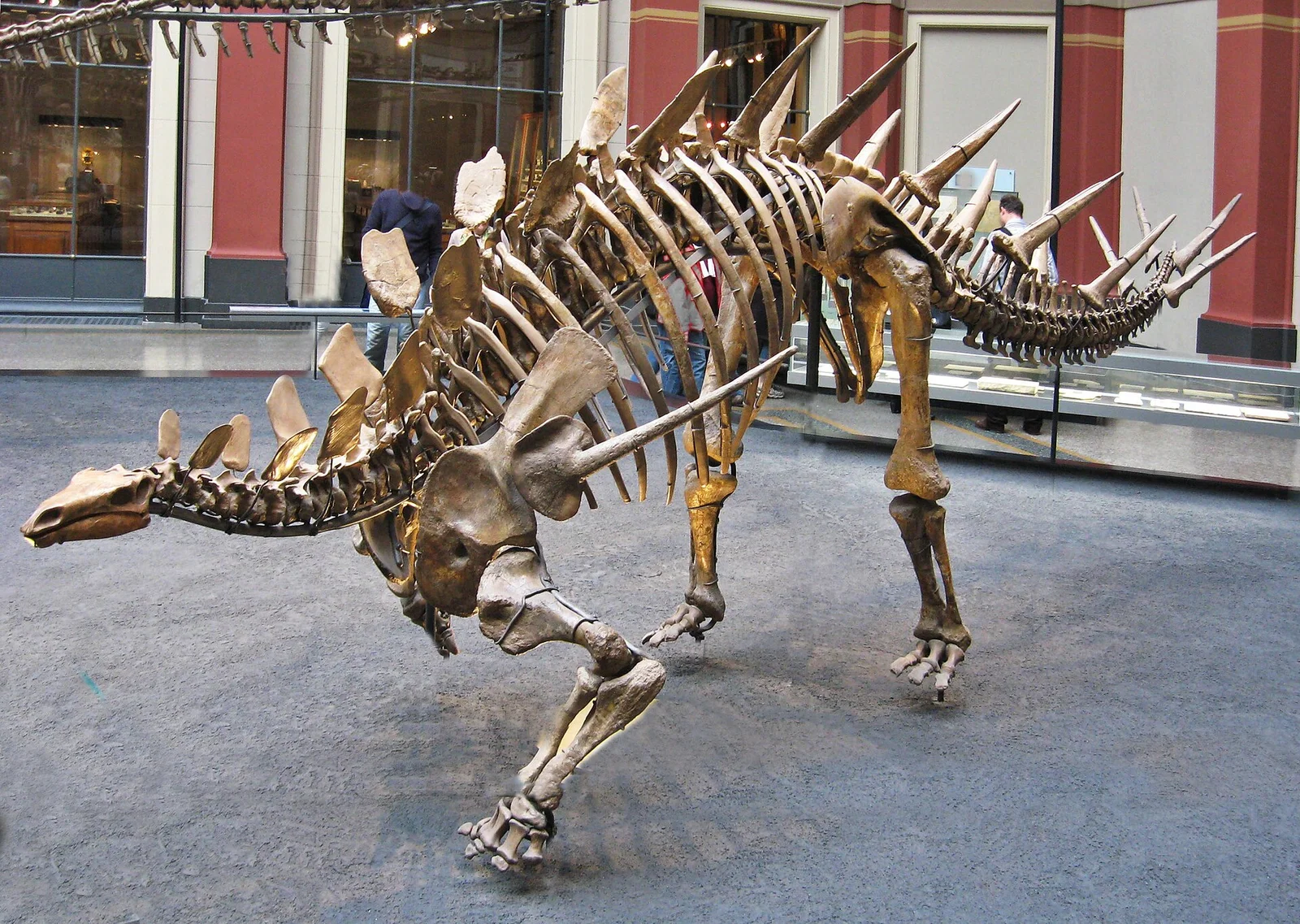 Kentrosaurus aethiopicus